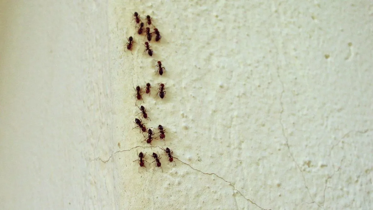 Ameisen im Haus: nur ein Ärgernis oder steckt mehr dahinter?
